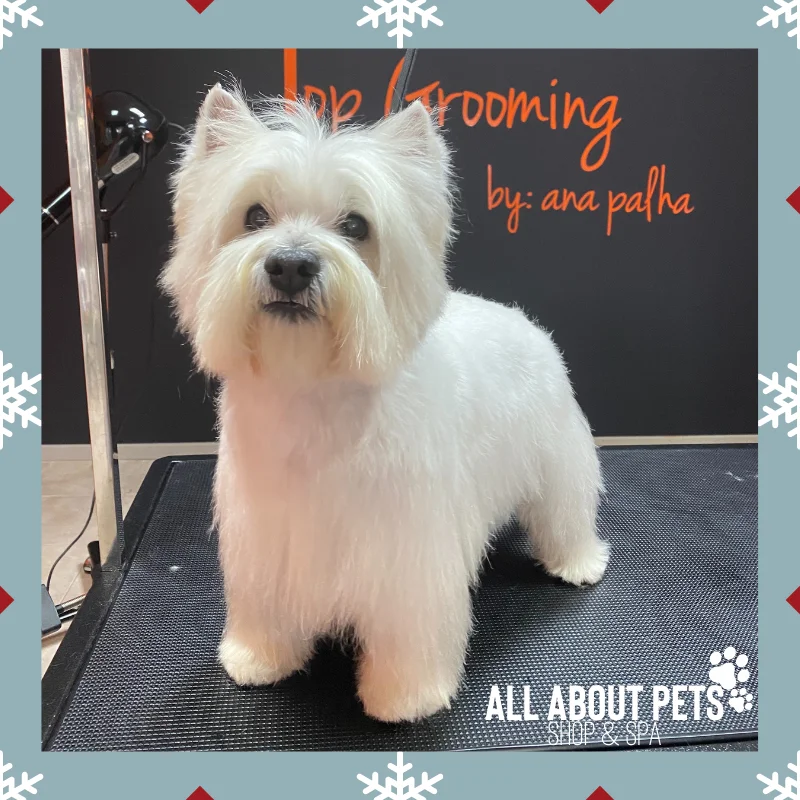 All About Pets — 3