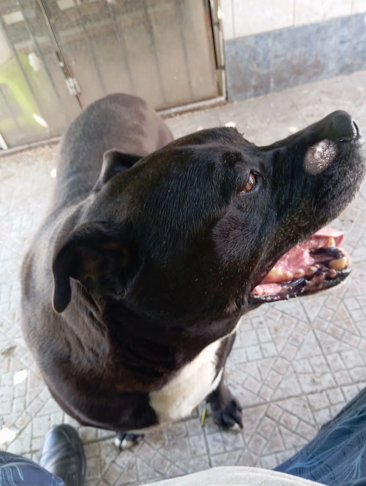 ARF Clínica Veterinária — 2