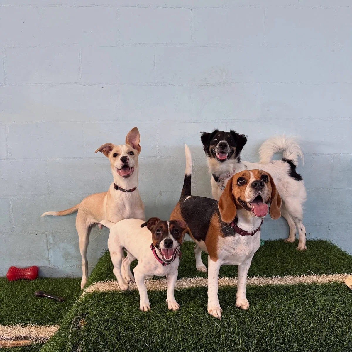 Pet Home - Hotel e Creche para cães