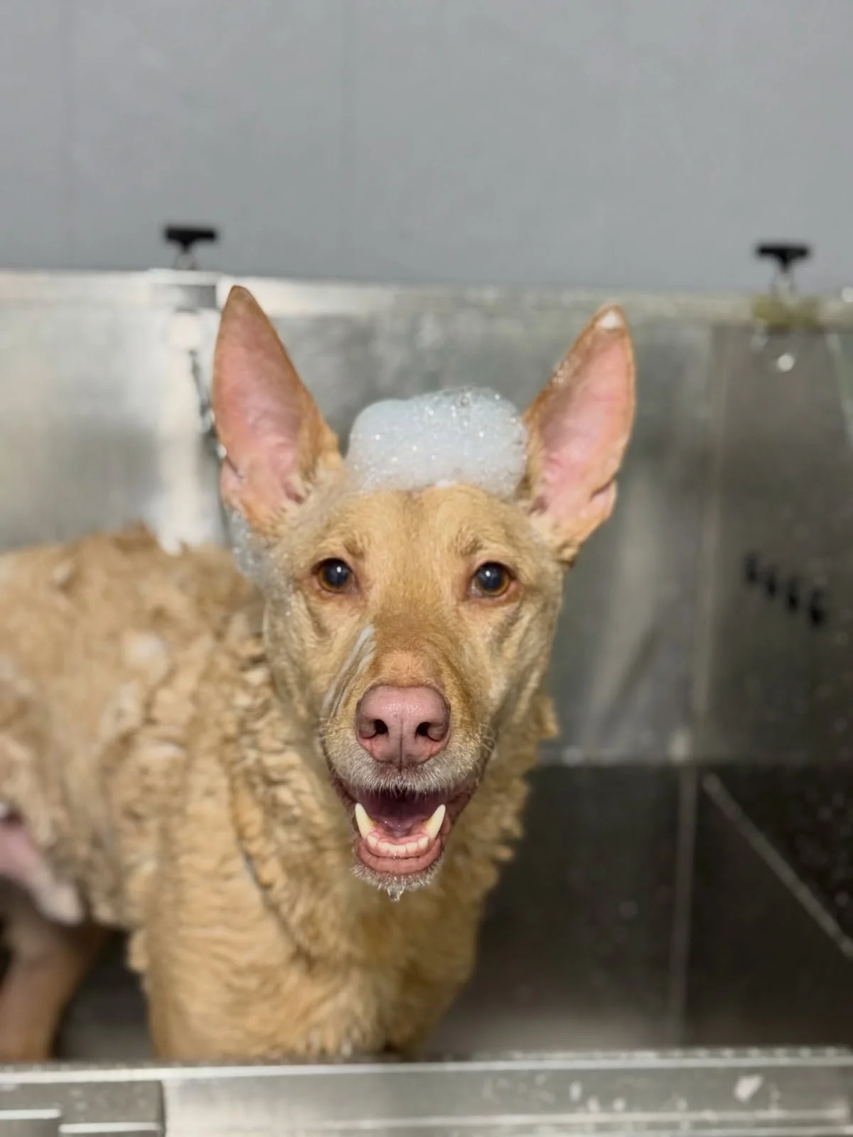 Pet Home - Hotel e Creche para cães — 2