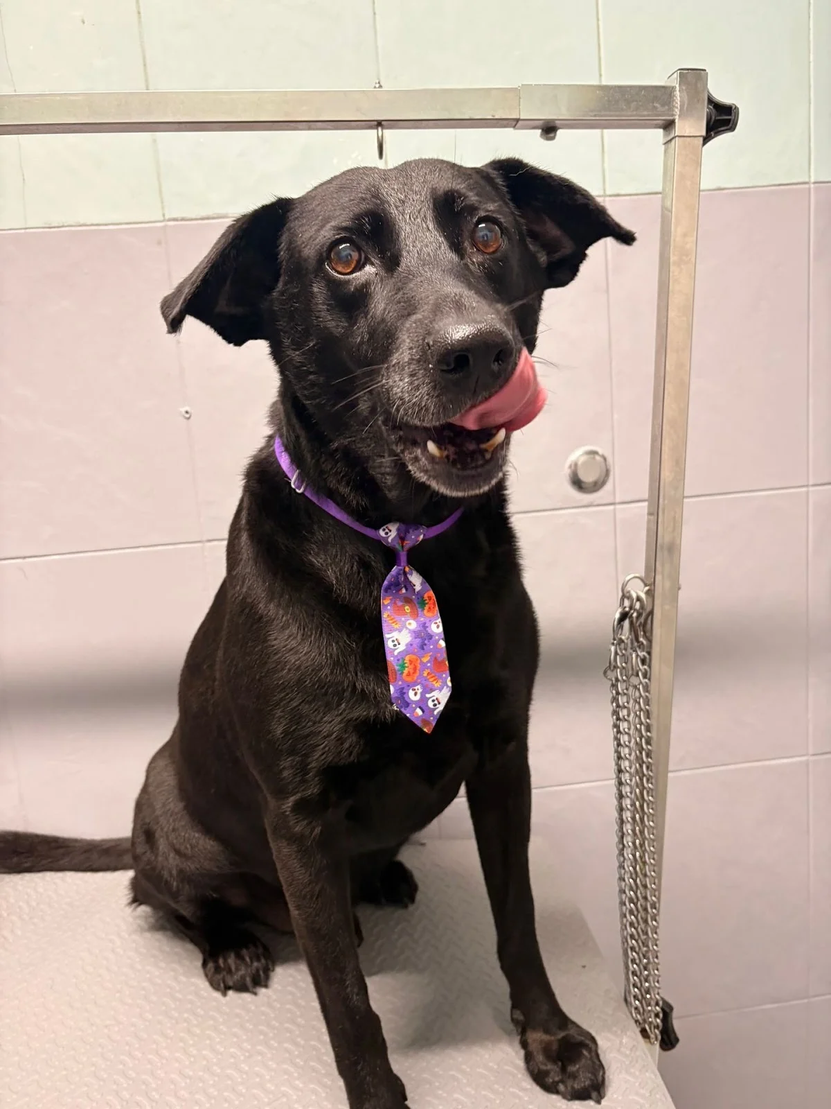 Pet Home - Hotel e Creche para cães — 3