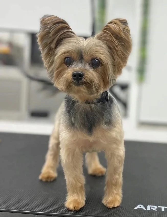 PickyPet