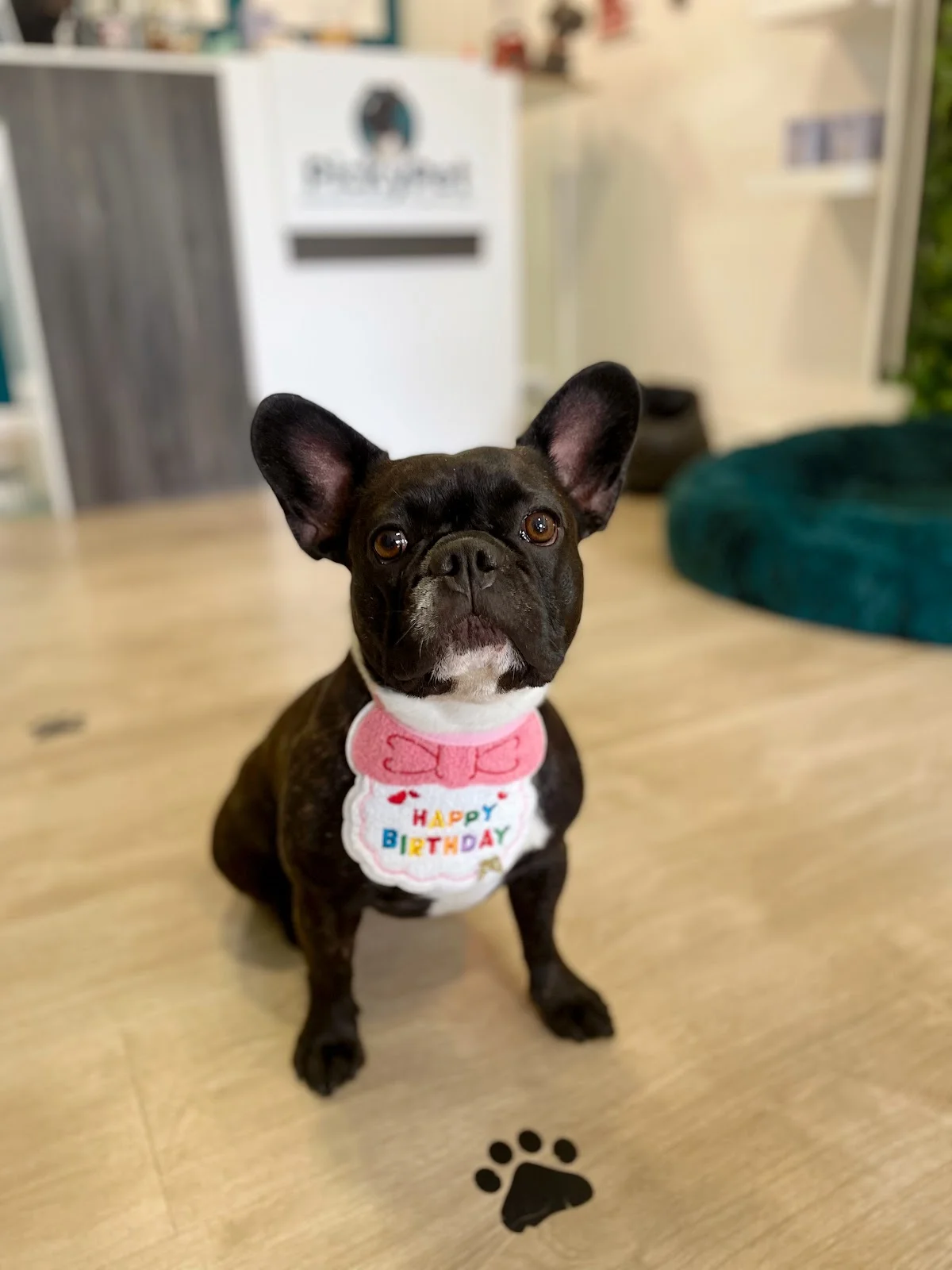 PickyPet — 3