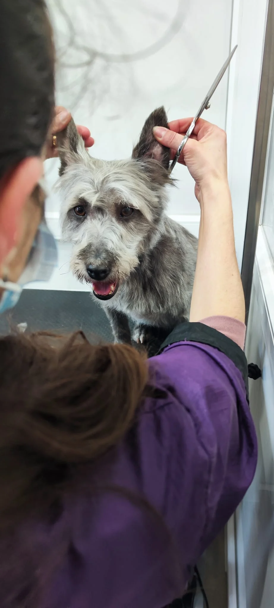Dogtor Xabregas, Consultório Veterinário