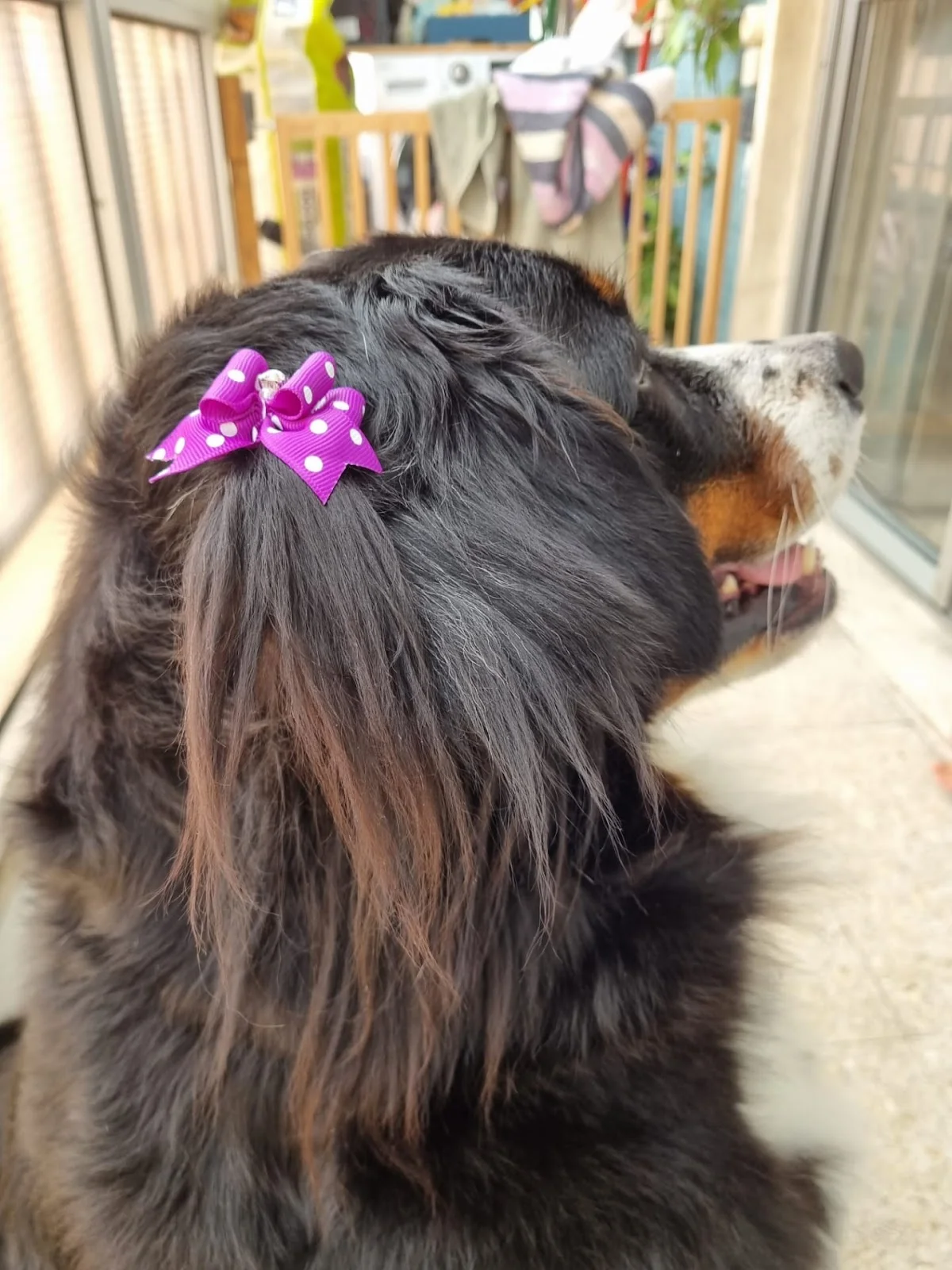 Dogtor Xabregas, Consultório Veterinário — 3