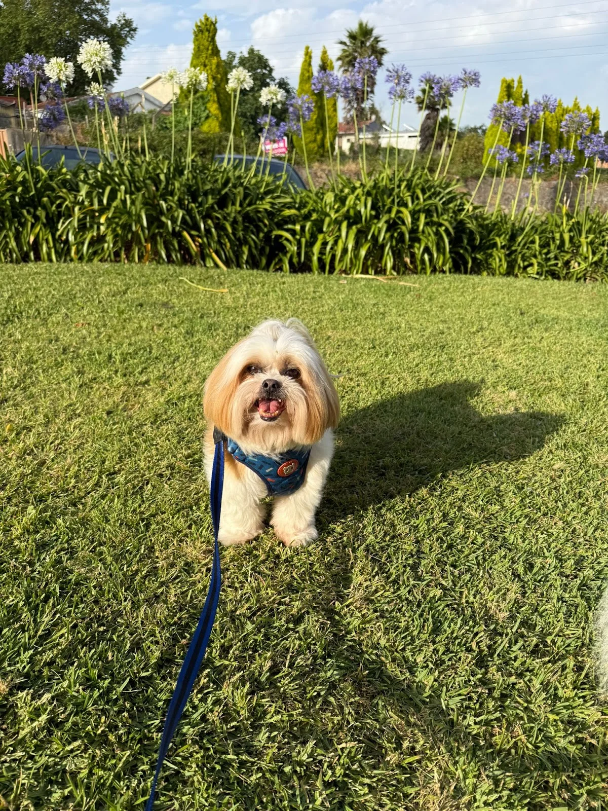 Amor de patas Pet sitter