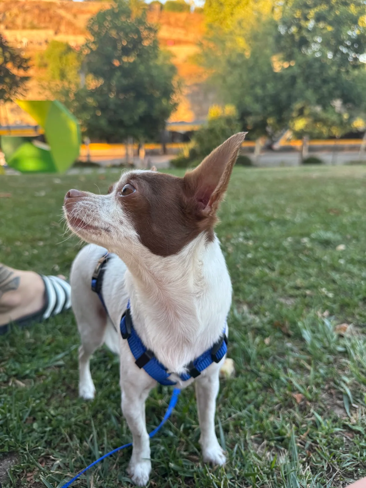 Amor de patas Pet sitter — 2
