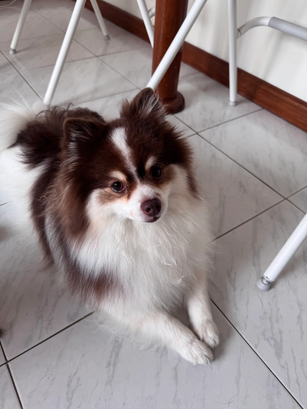 Amor de patas Pet sitter — 3
