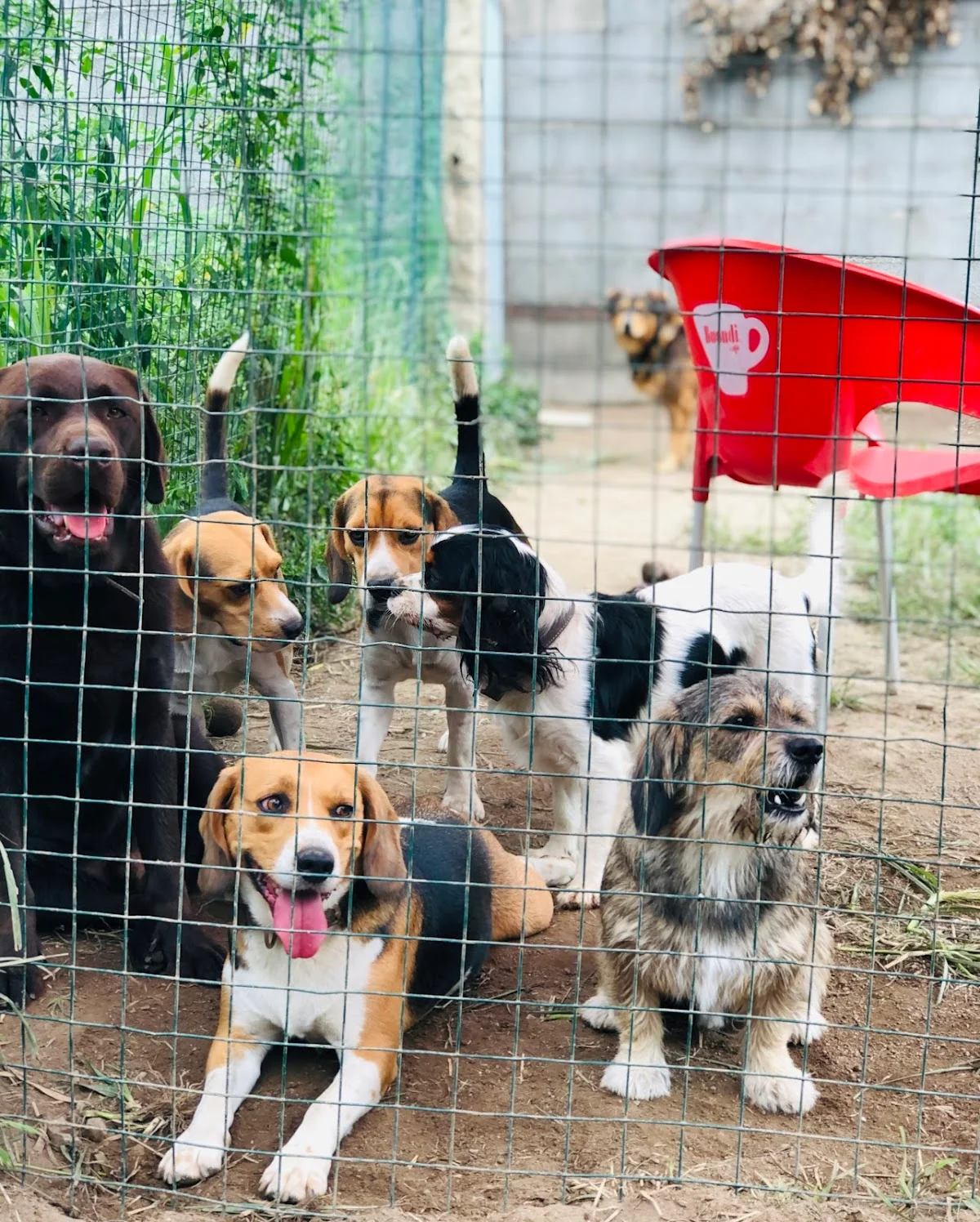 Dragon Pet Club