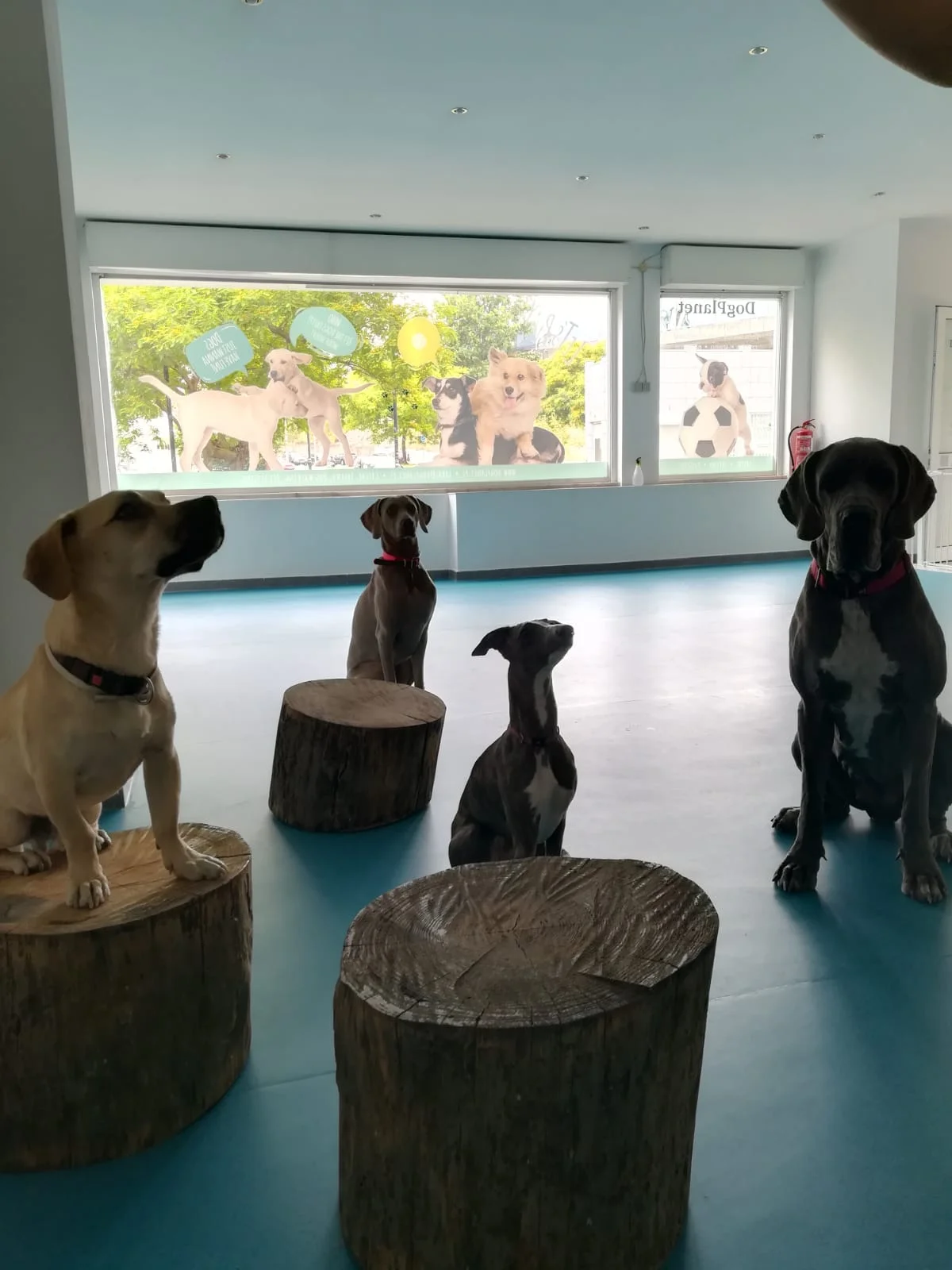 Dog Planet