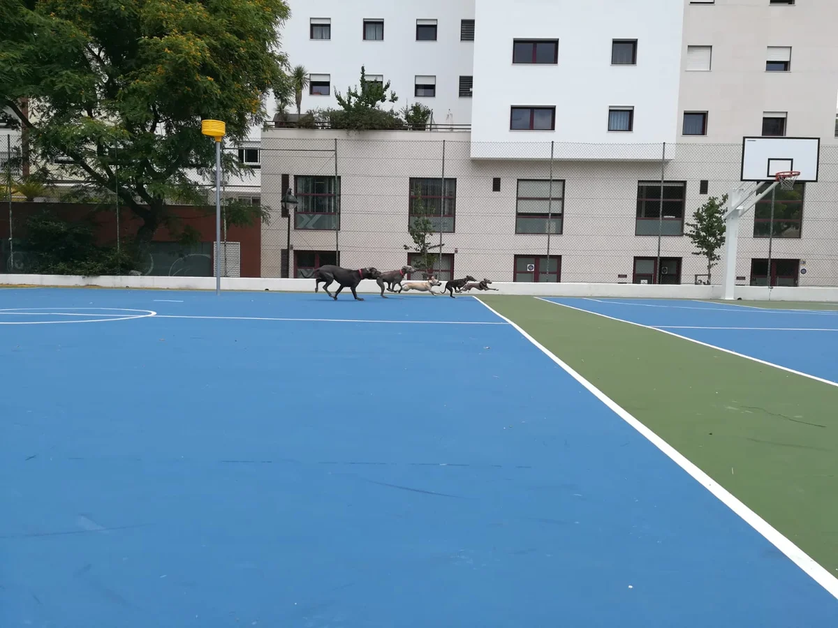 Dog Planet — 3