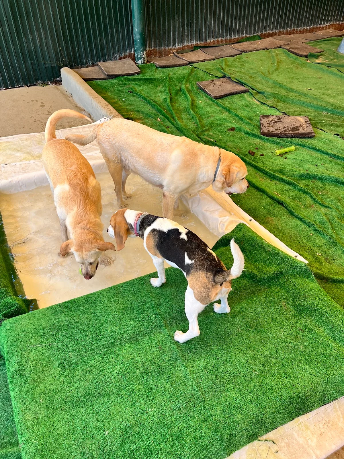Hotel Monsanto Pet — 3
