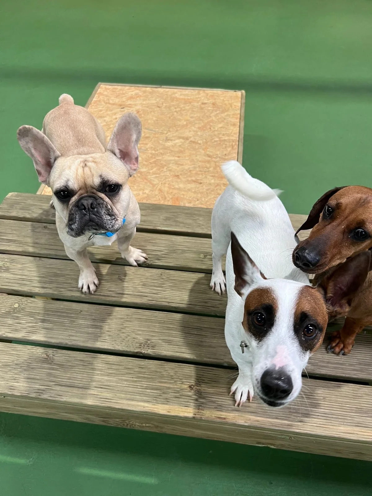 LEX PET - Hotel, Daycare & SPA