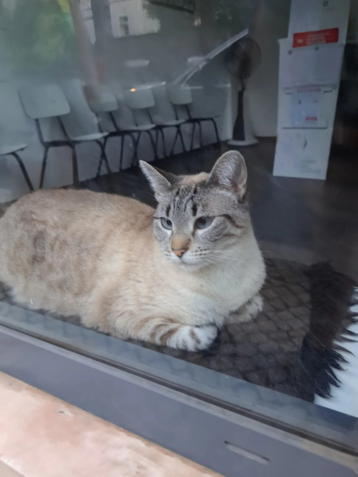 Graçavet - Consultório Veterinário da Graça — 2