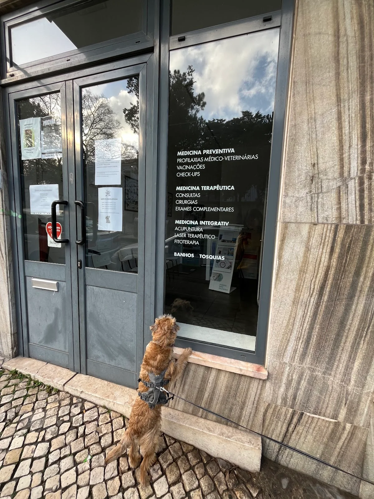 Graçavet - Consultório Veterinário da Graça — 3