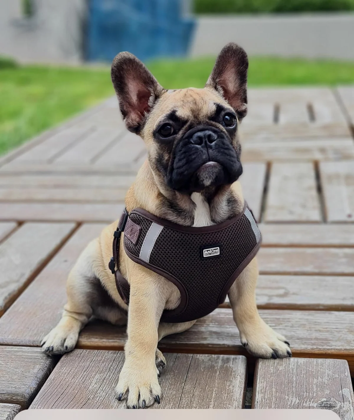 Dog Walking Lisbon — 3