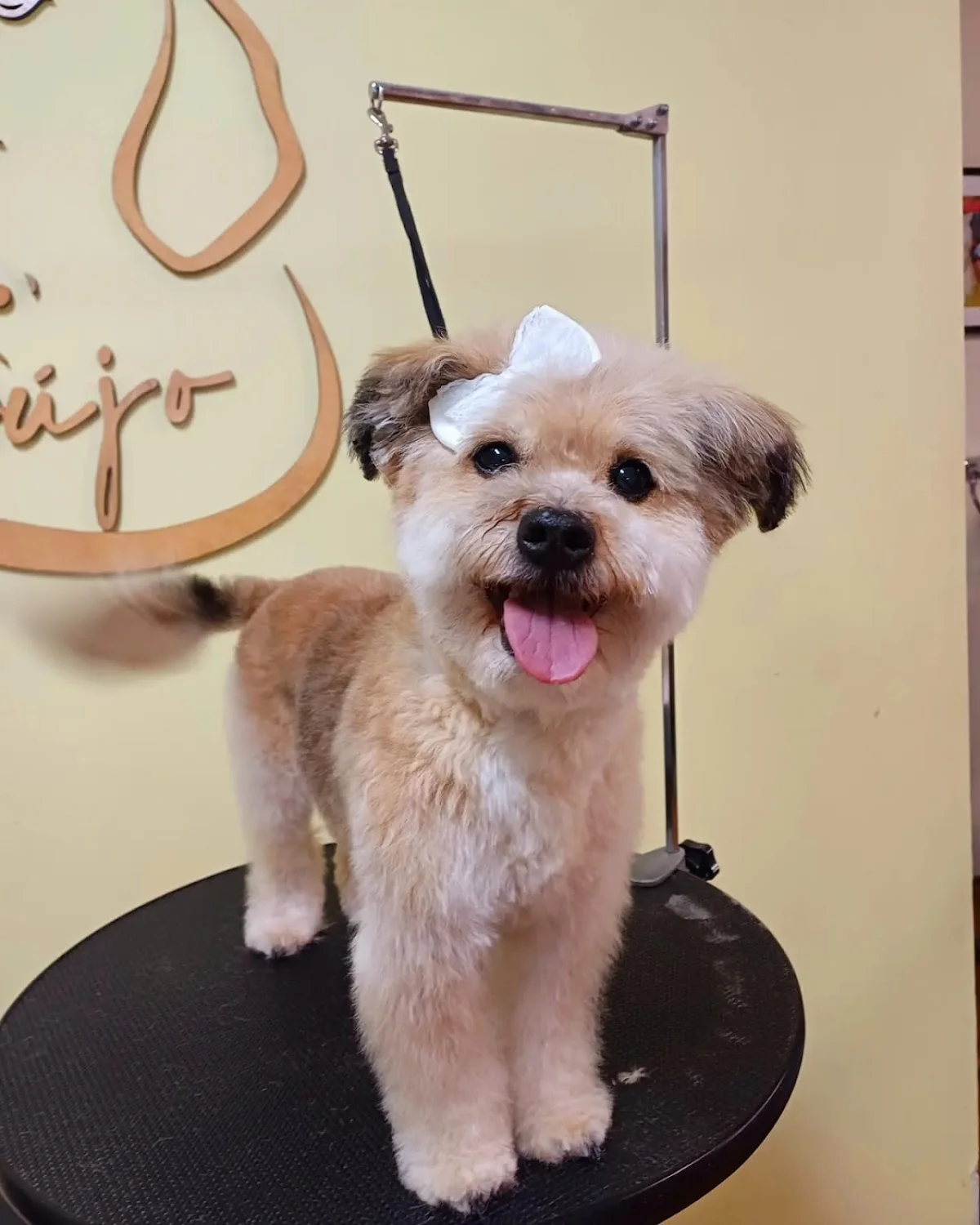 Joana Araújo - Pet Styling & Boutique — 3