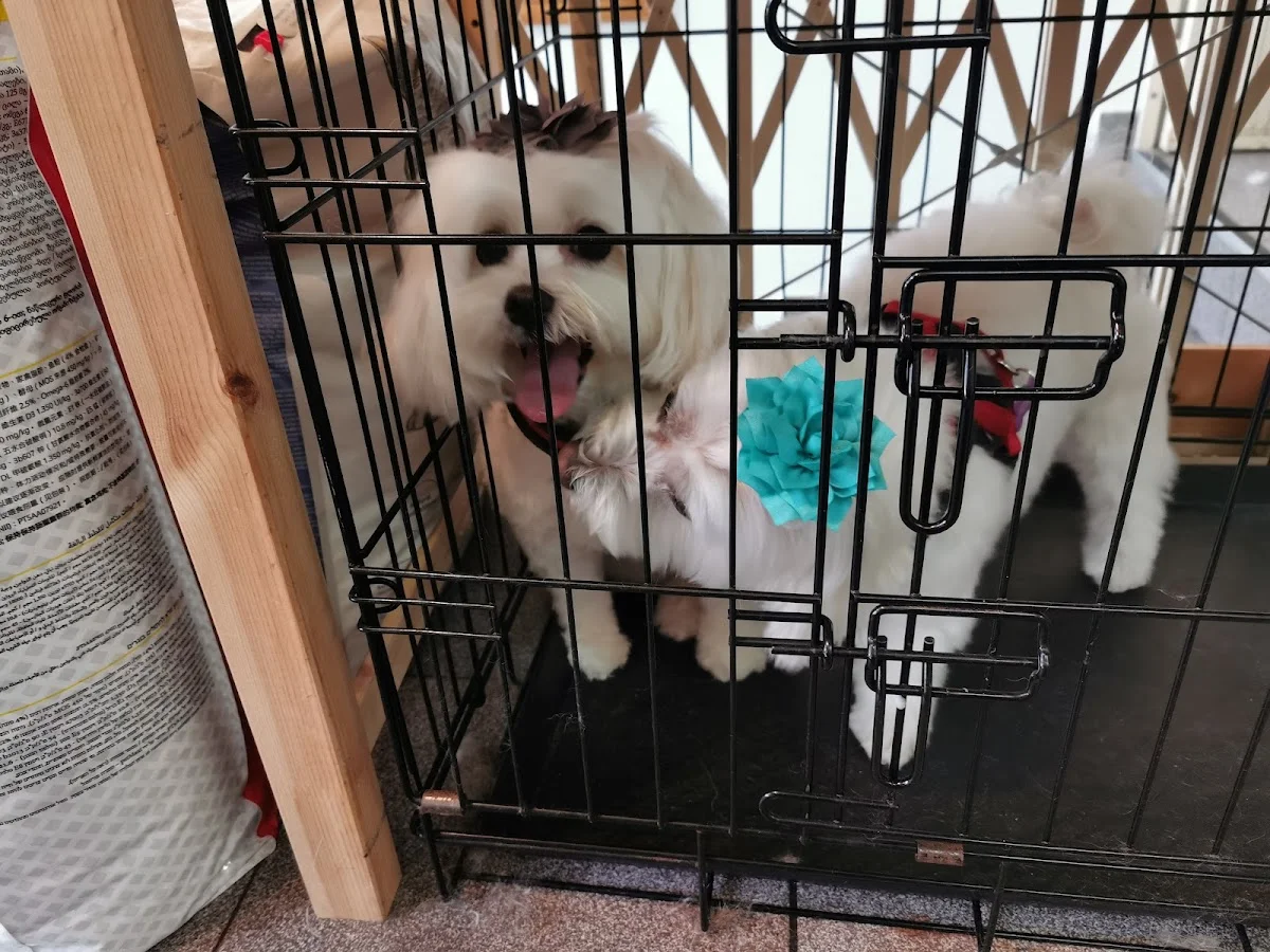 Dekiny Pet Boutique