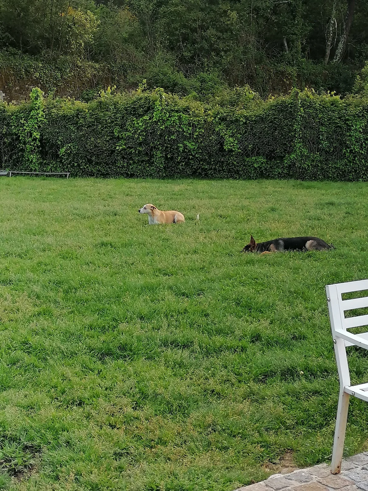 Paolo Picariello - Hotel e Treino Canino — 3
