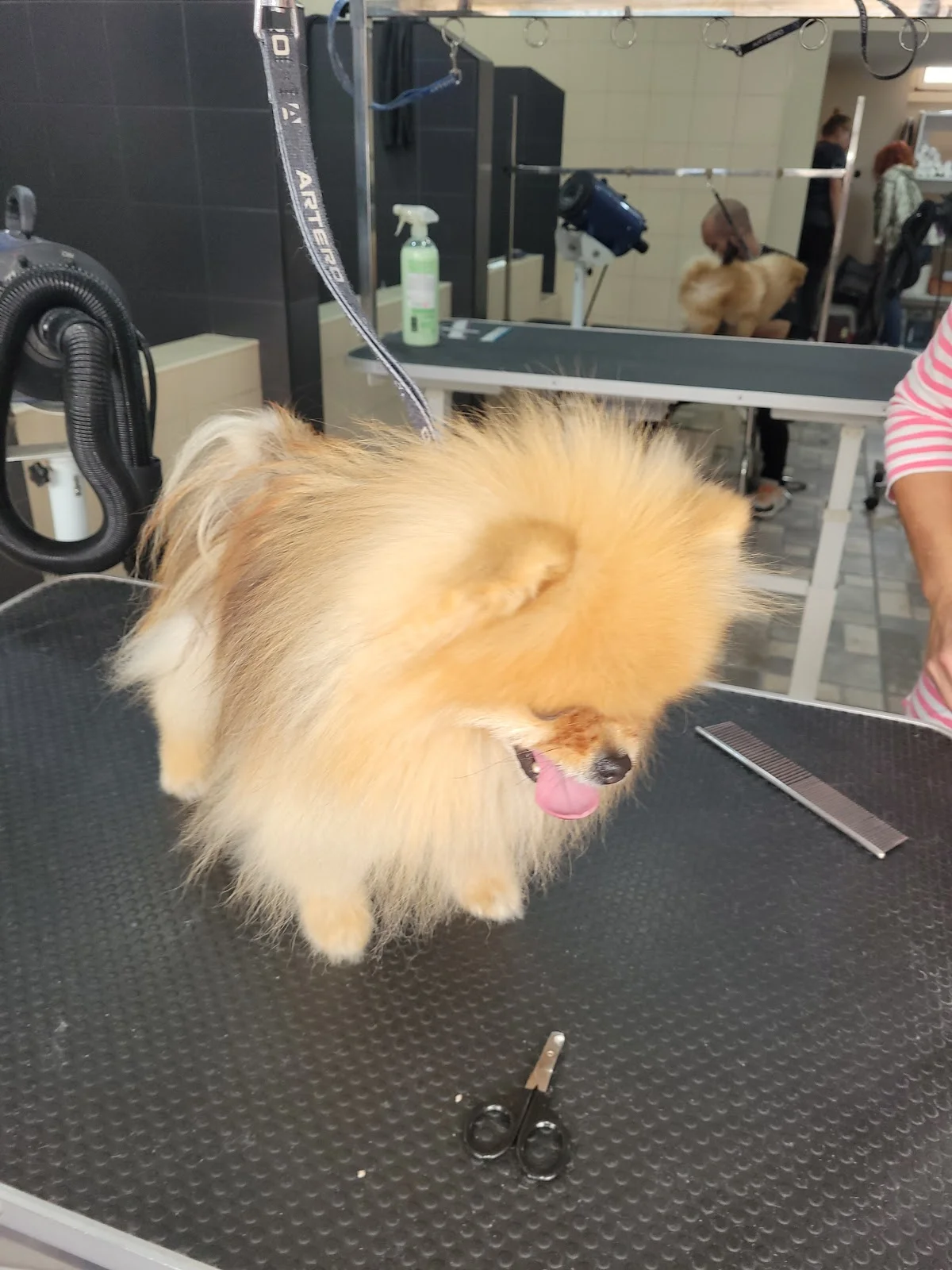 Banho ao Bicho Alvalade — 2
