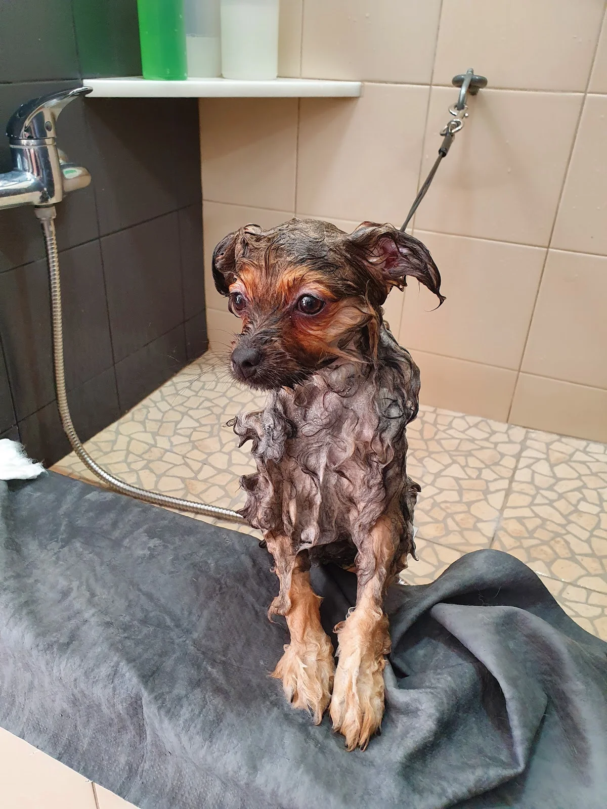 Banho ao Bicho Alvalade — 3